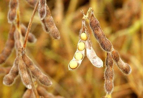 液相色谱、离子色谱等分析仪器都可用于检验粮油食品安全性