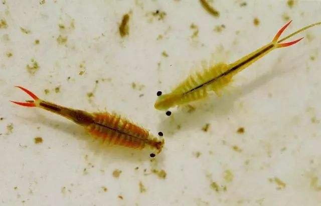 生态环境监测除了用离子色谱仪，也要用生物监测员：仙女虾