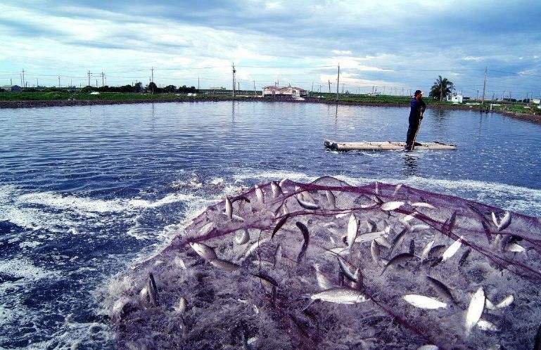 养殖业水体中对亚硝酸根、铵根等进行离子色谱检测